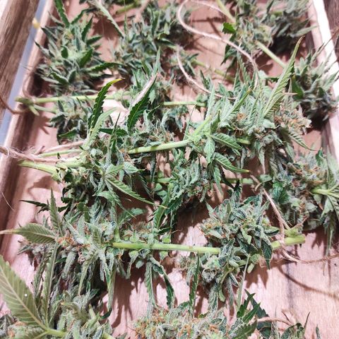 Sherbet Queen  textile 1 growlog photo: Récolte de certaines têtes 