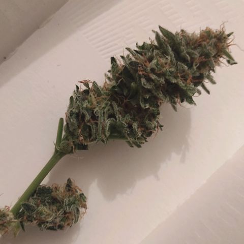 Sherbet Queen  textile 1 growlog timeline photo