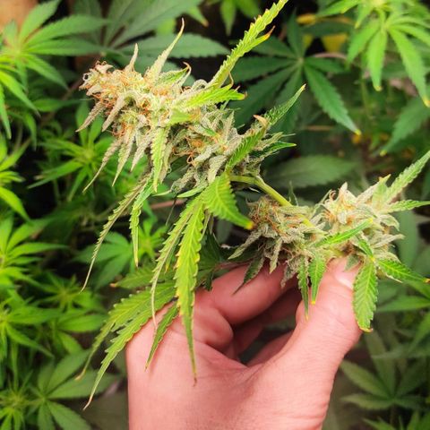 Sherbet Queen  textile 1 growlog timeline photo
