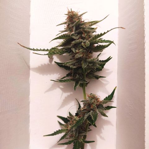 Sherbet Queen  textile 1 growlog timeline photo