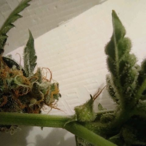 Sherbet Queen  textile 1 growlog timeline photo