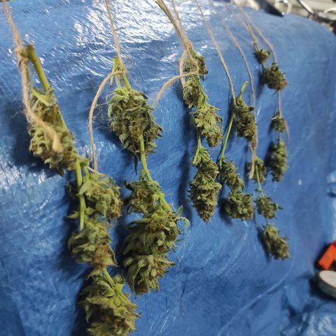 Sherbet Queen  textile 1 growlog timeline photo