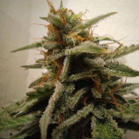 Sherbet Queen  textile 1 growlog timeline photo