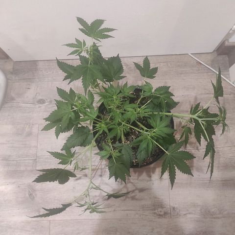 Lemon Haze Auto growlog timeline photo