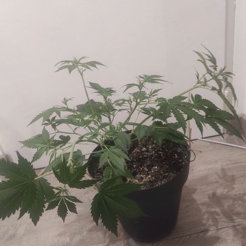Lemon Haze Auto growlog timeline photo