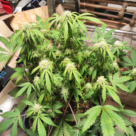 Mimosa x Orange Punch Auto growlog timeline photo