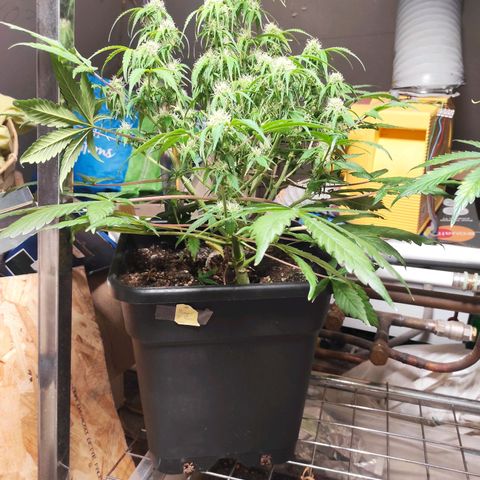 Mimosa x Orange Punch Auto growlog timeline photo