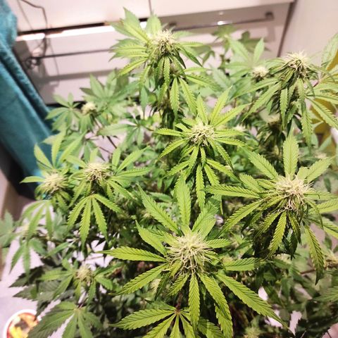 Caramellow Kush Automatic growlog timeline photo