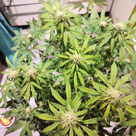 Caramellow Kush Automatic growlog timeline photo