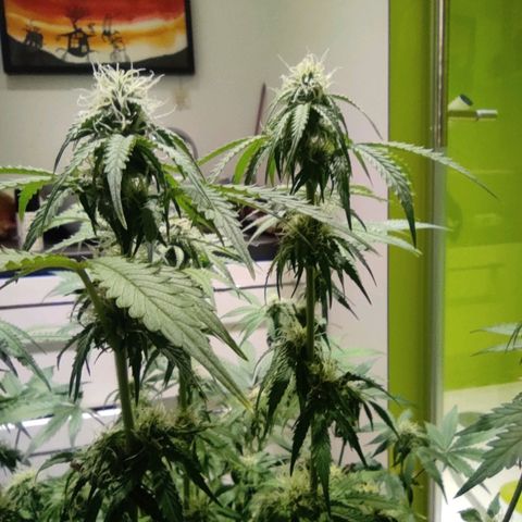 Caramellow Kush Automatic growlog timeline photo