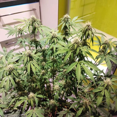 Caramellow Kush Automatic growlog timeline photo