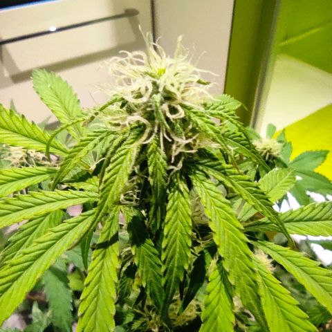Caramellow Kush Automatic growlog timeline photo