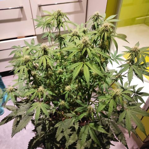 Caramellow Kush Automatic growlog timeline photo