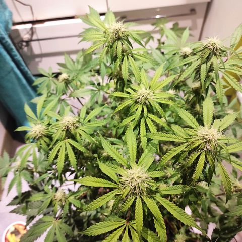 Caramellow Kush Automatic growlog timeline photo