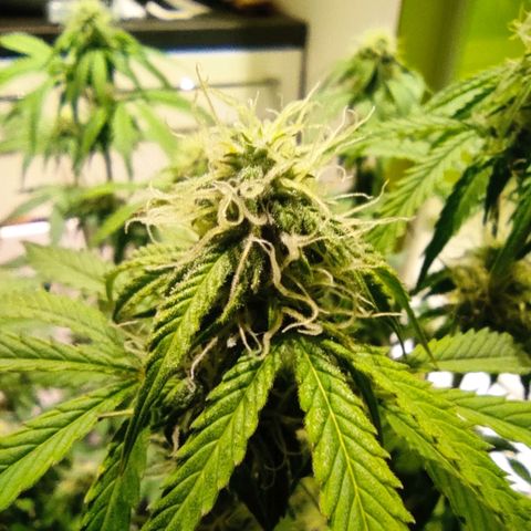 Caramellow Kush Automatic growlog timeline photo