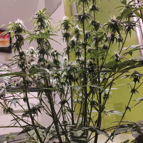 Caramellow Kush Automatic growlog timeline photo