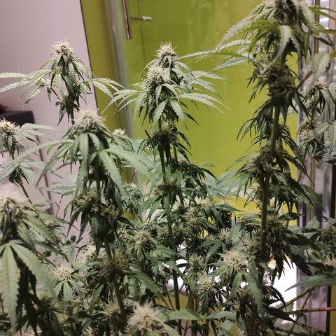 Caramellow Kush Automatic growlog timeline photo