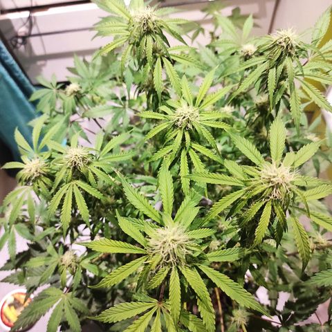 Caramellow Kush Automatic growlog timeline photo