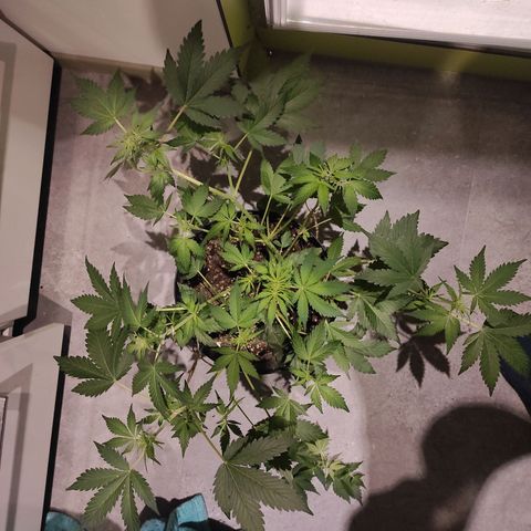 Lemon Haze Auto growlog timeline photo