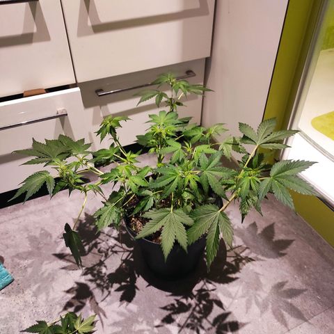 Lemon Haze Auto growlog timeline photo