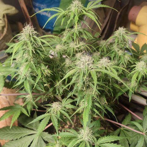 Mimosa x Orange Punch Auto growlog timeline photo