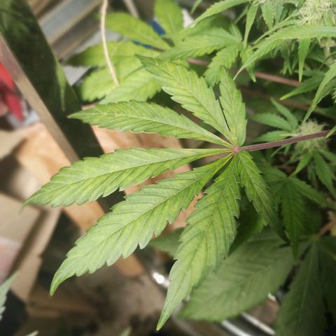 Mimosa x Orange Punch Auto growlog timeline photo