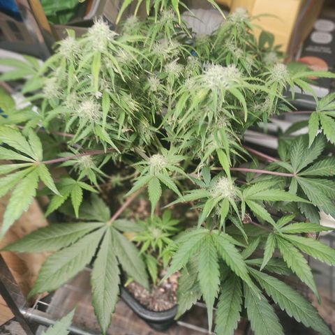 Mimosa x Orange Punch Auto growlog timeline photo