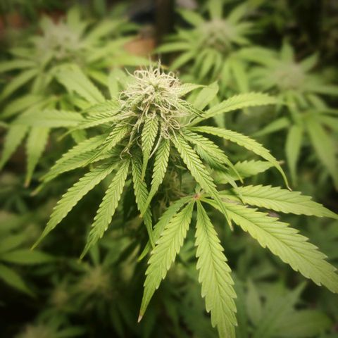 Caramellow Kush Automatic growlog timeline photo