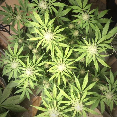 Caramellow Kush Automatic growlog timeline photo