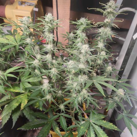 Northern Light Automatic growlog timeline photo