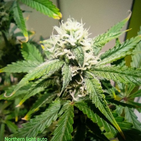 Northern Light Automatic growlog timeline photo