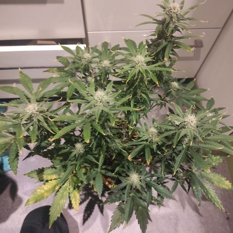 Northern Light Automatic growlog timeline photo
