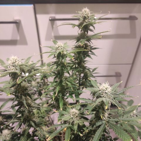 Northern Light Automatic growlog timeline photo