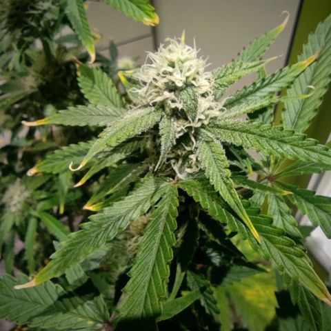 Northern Light Automatic growlog timeline photo