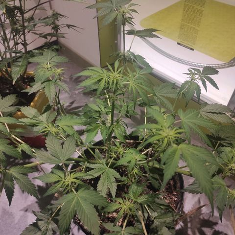 Lemon Haze Auto growlog timeline photo