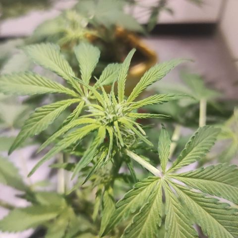Lemon Haze Auto growlog timeline photo