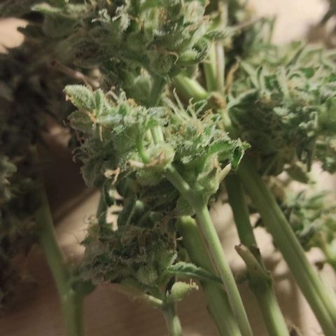 Sherbet Queen  textile 1 growlog timeline photo