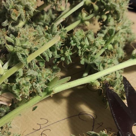 Sherbet Queen  textile 1 growlog timeline photo