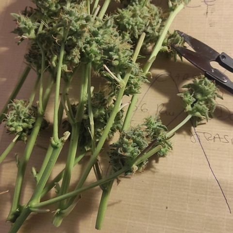 Sherbet Queen  textile 1 growlog timeline photo