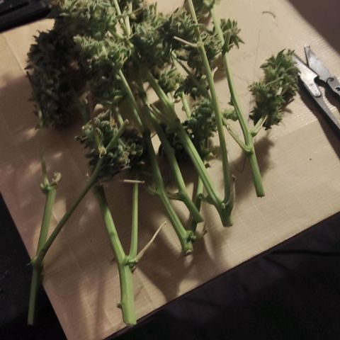 Sherbet Queen  textile 1 growlog timeline photo