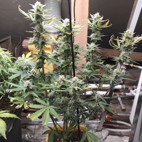 Northern Light Automatic growlog timeline photo
