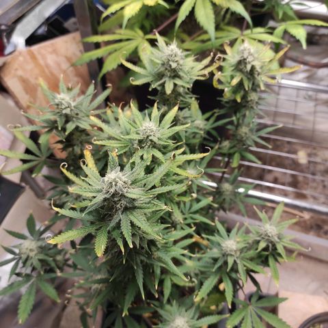Northern Light Automatic growlog timeline photo