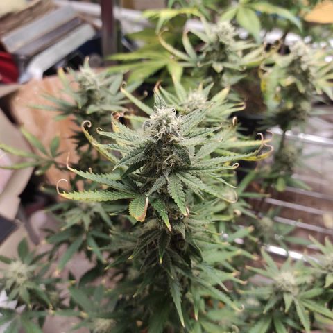 Northern Light Automatic growlog timeline photo