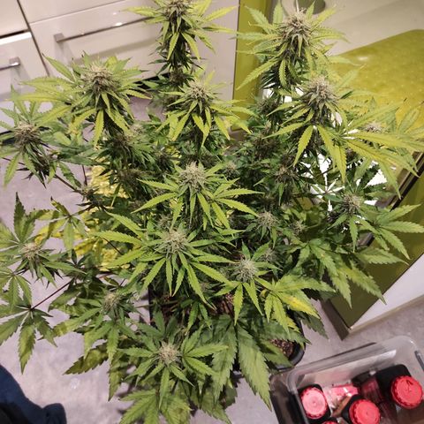 Caramellow Kush Automatic growlog timeline photo