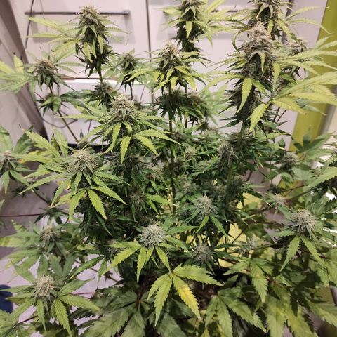 Caramellow Kush Automatic growlog timeline photo