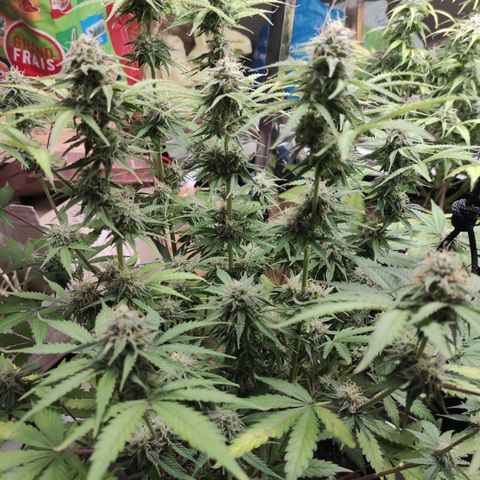 Caramellow Kush Automatic growlog timeline photo