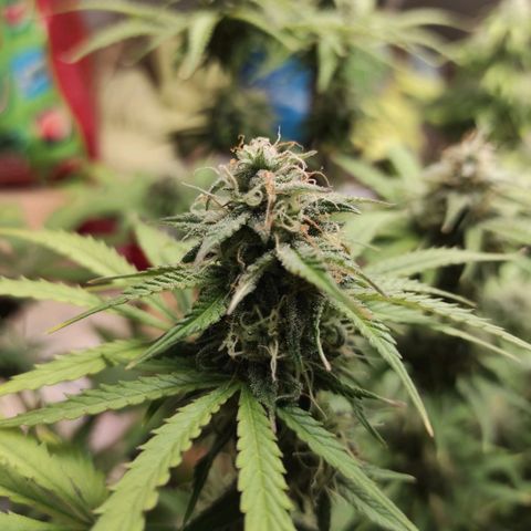 Caramellow Kush Automatic growlog timeline photo