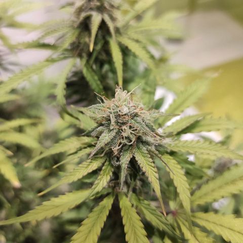 Caramellow Kush Automatic growlog timeline photo