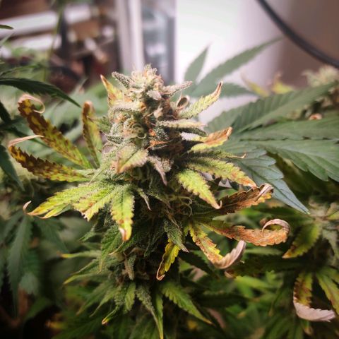 Northern Light Automatic growlog timeline photo