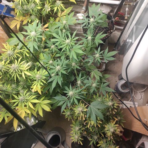 Caramellow Kush Automatic growlog timeline photo